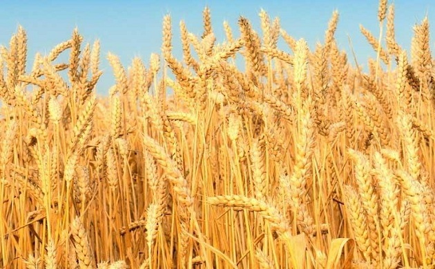 البحث العلمي: 4 حلول مبتكره لتوفير استهلاك القمح وتقليل استيراده