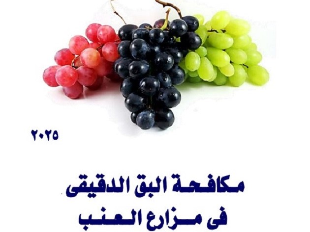 مكافحة البق الدقيقي في مزارع العنب