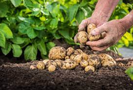 سلامة الغذاء: البطاطس على رأس قائمة صادرات الخضروات 
