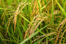 الري توضح عقوبة زراعة الأرز في غير المناطق المحددة