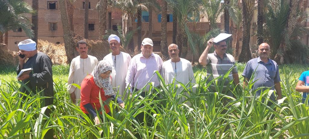 ندوات إرشادية لتوعية المزارعين بطرق مكافحة دودة الحشد الخريفية