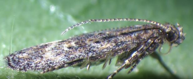 دورة حياة توتا أبسوليوتا فراشة أوراق الطماطم