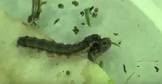 حشرة الحشد أكلة اللحوم 