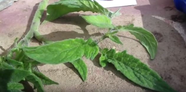 مكافحة حشرة توتا أبسوليوتا 