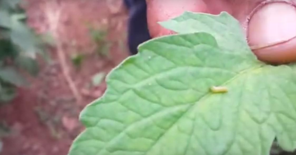 ملاحظات علي حشرة توتا أبسوليوتا لمحصول الطماطم 