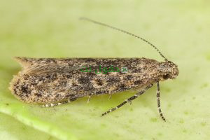 تقرير أشغال اليوم الاعلامي حول مكافحة حشرة توتا أبسلوتا