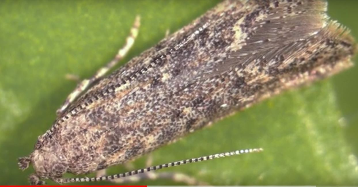 مشكلة حشرة توتا أبسوليوتا مع الطماطم 