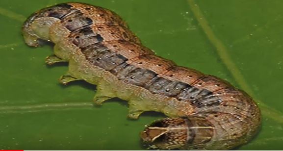 حشرة الحشد والذرة