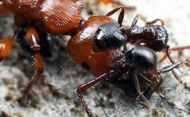 حرب الحشرات المتوحشة