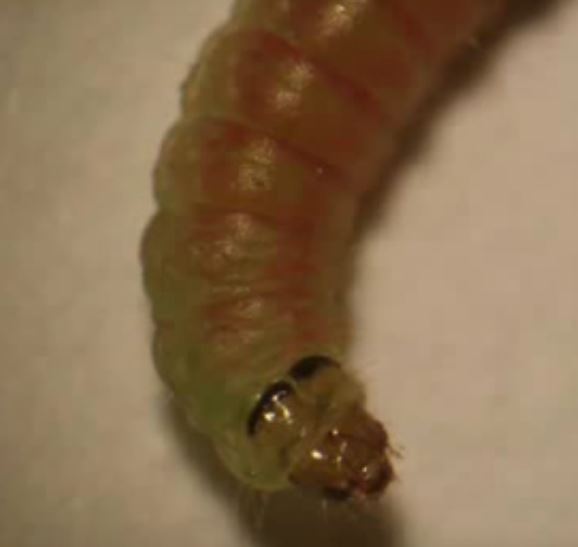 توتا أبسوليوتا آفة خطيرة في محاصيل الطماطم.