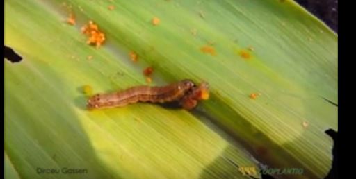 حشرة الحشد والذرة 