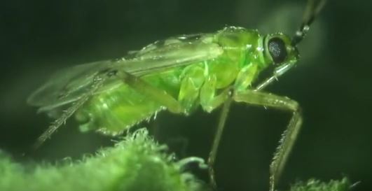 السيطرة الطبيعية علي حشرة توتا أبسوليوتا 