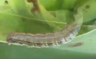 الدودة الزاحفة ( حشرة الحشد)