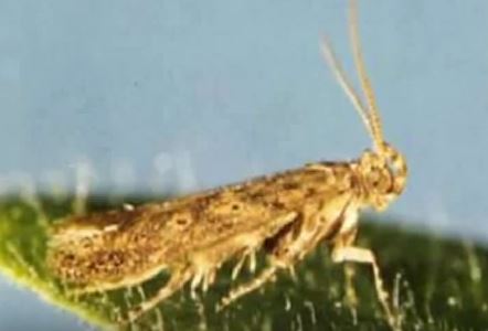 توتا أبسولوتا  والطماطم 