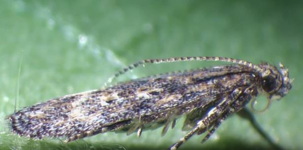 دورة حياة توتا أبسوليوتا 