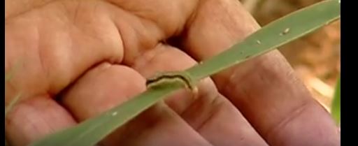 هجوم حشرة الحشد علي المحاصيل 